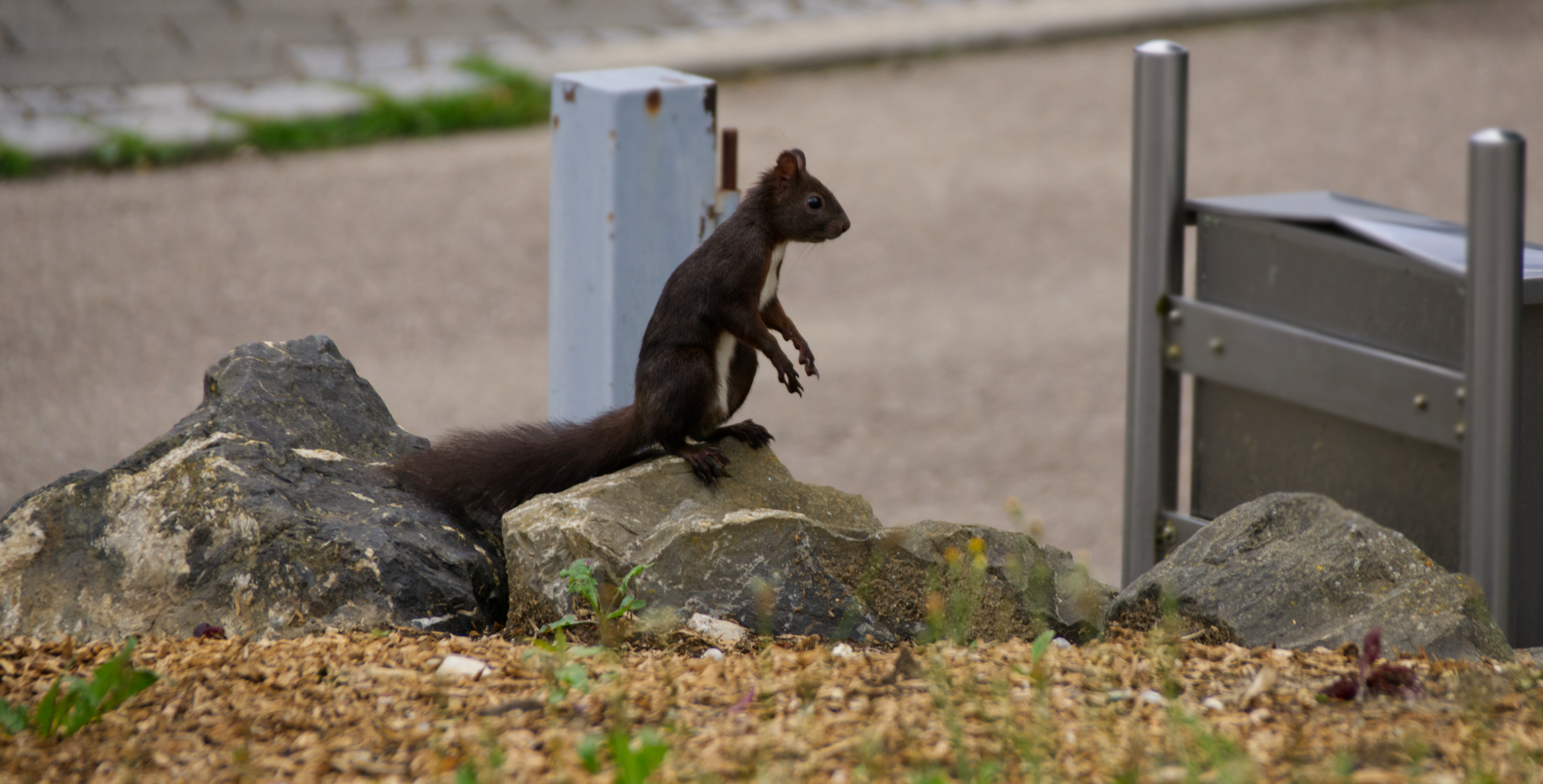 Eichhörnchen