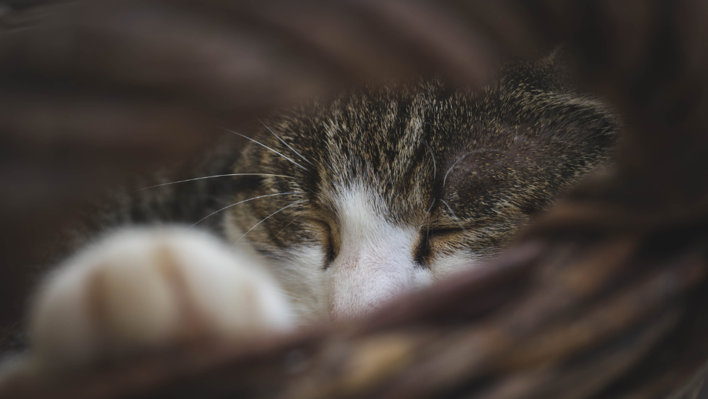 schlafende Katze