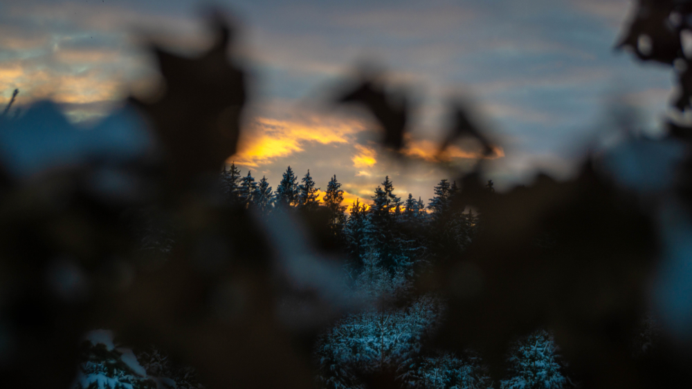 Sonnenuntergang Wald
